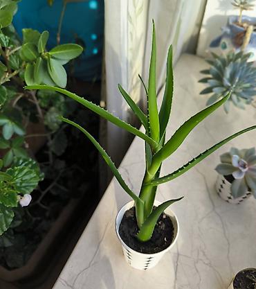 gilas bagi satilir: 🌿 Aloe arborescens satılır! 🪴 Təxminən 2 yaşlı aloe bitkisinin sağlam — 1