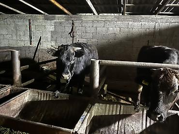 Продам с/х животных: Продаю | Корова (самка) | Для разведения | Привязанные — 1