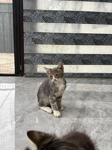 balaca pisik satisi: Tabbi — 1