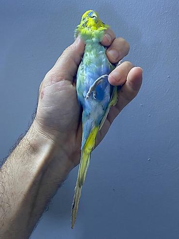 Попугаи: Rainbow tutuquşu erkək. Başqa rənglərdə quşlar var fərqli — 3