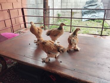 несушки курицы: Продаю | Куры, Петух, Цыплята | На забой, Для разведения, Несушки