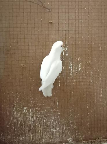 неразлучник: Nərgiz papağanları (lovebird) – cüt - Rənglər: biri qar dumanı-ağ — 2