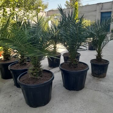 Другие растения: Xurma palması (Phoenix dactylifera) – böyük qara plastmas qabda