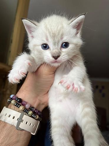 Pişiklər: Britan — 1