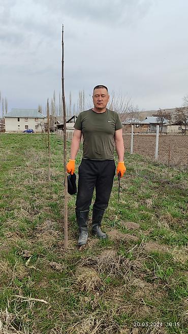 Другие декоративные деревья: Продается морозостойкие сорта саженцев павловнии, выращеннын из — 5