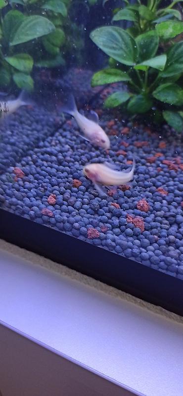 ucuz danalar: Akvarium üçün albino Corydoras panda (cory balığı) qrupu ölçüləri 5 sm — 2