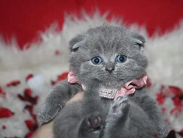Кошки: Шотландская вислоухая — 10