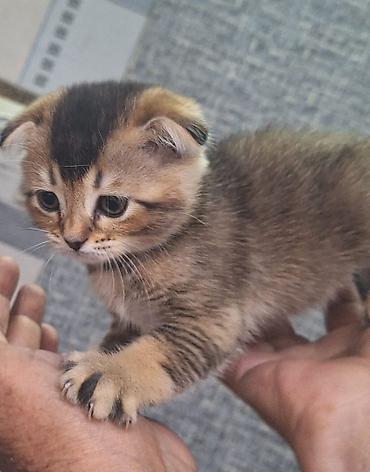 кошка породистые: Шотландский вислоухий котёнок (Scottish Fold) - Окрас: тёплый — 2