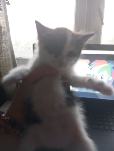 отдам даром породистых котят: Отдам катёнка даром. девочка, 1-3 недели. умеет пить с миски