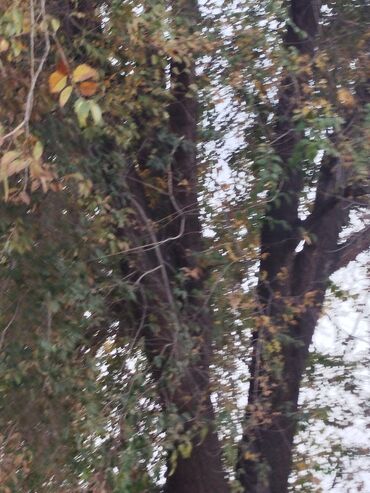 продам дрова: Продаю деревья на дрова