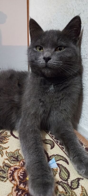 ориентальная короткошерстная кошка: Кошка даром: Беспородная, Девочка, Приучена к лотку