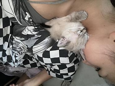 котенок шиншилла цена: 4 месяца, Девочка, Метис, Приучена к лотку — 3