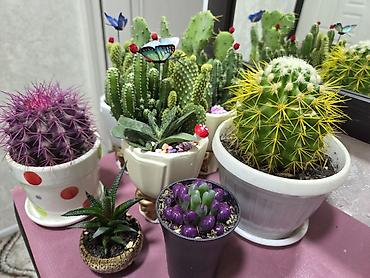 Антуриумы: Антуриум Андре (Anthurium andreanum) в декоративном кашпо. - — 26