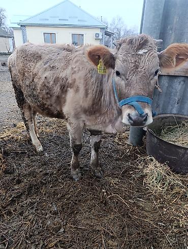 Коровы, быки: Продаю | Тёлка | На откорм, Для разведения — 4