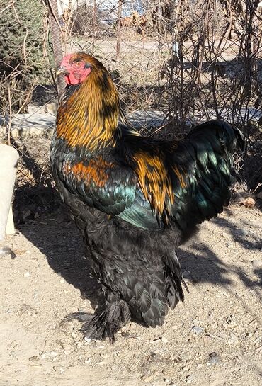 Куры, петухи: Продаю | Петух | Брама, Кохинхин | Для разведения — 3