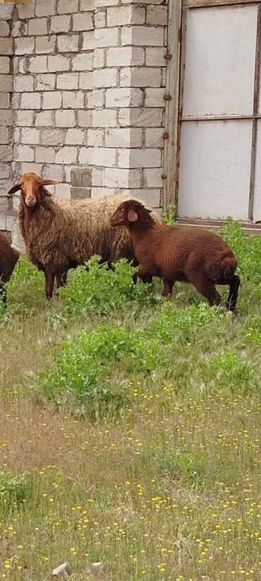 bezekli qoyun sekilleri: Dişi, Qala, il: 2, Damazlıq, Ünvandan götürmə