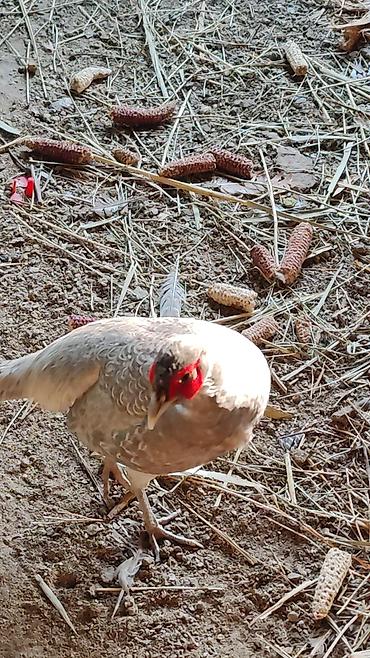 Другие с/х животные: Птицы для приусадебного хозяйства. - Утка с насыщенным тёмно‑зеленым — 8