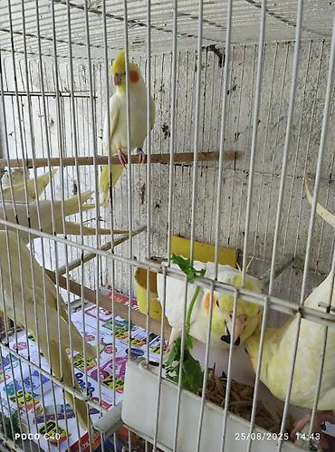 lutino: Erkey 55 disi 50 azn elaqe watsap Məhsul: Nimfa (Cockatiel) — 1
