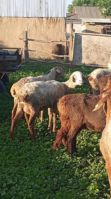 Баран, овца: Продаю | Овца (самка) at lalafo.kg — 2 Баран, овца: Продаю | Овца (самка) — 2