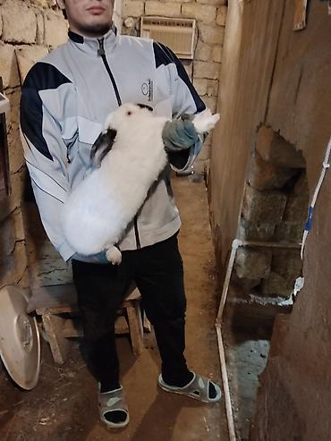 Dovşanlar: 🐇 Velikan və Kaliforniya Dovşanları Satılır Təmiz qan xəttindən olan — 3