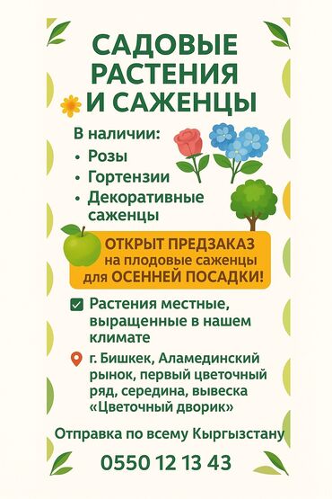 стульчик для новорожденных 3 в 1: Садовые растения и саженцы для вашего участка. В ассортименте: - Розы