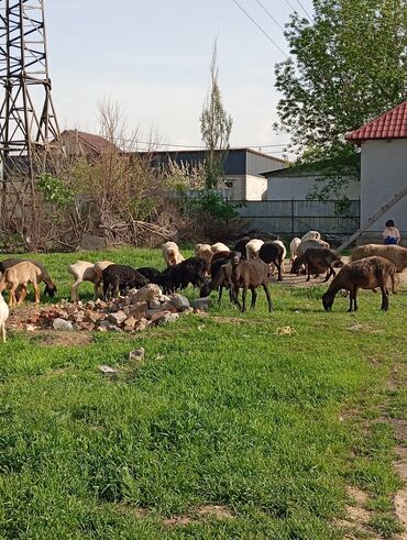 Бараны, овцы: Продаю | Овца (самка), Ягненок, Баран (самец) | Гиссарская, Полукровка, Меринос | На забой, Для разведения, Для шерсти | Племенные, Котные, Кастрированные — 13