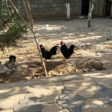 скрещивание разных животных: Продаю петуха карликовый бентамка или обмен