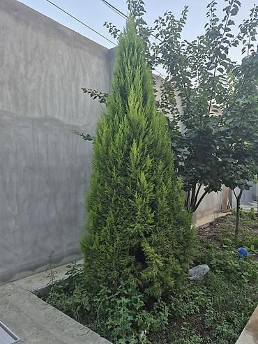 ağac gülləri: Hundurluyu,texmini,3 metrdi sixdi 250 man asagiya razilasariq — 1