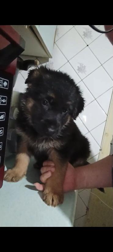 Продажа собак: Немецкая овчарка, 1 месяц, Самка — 5