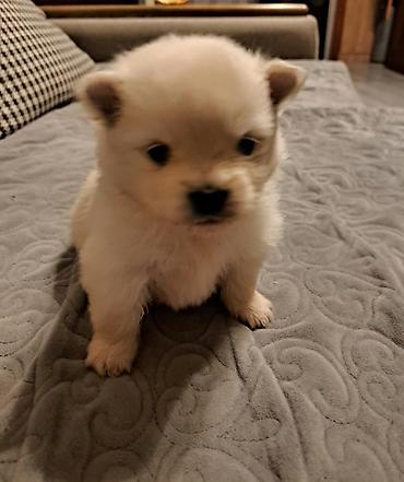 İtlər: Şpitz, 1 ay, Ünvandan götürmə — 2