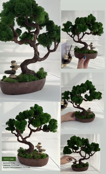 Декоративные цветы: Деревья-бонсай из натурального стабилизированного мха🌳 -это — 30