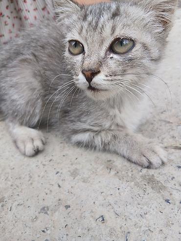 Котенок даром. город манас