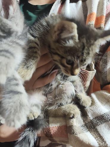 отдаю котят: Котята домашние, короткошёрстные, окрасы: тигровый табби и серый — 5