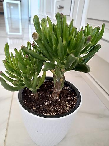 толстянка: Суккулент Crassula ovata ‘Gollum’ (Толстянка Голлум) в декоративном — 1
