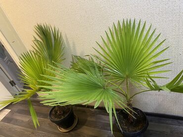 ростки пальмы: Пальма Вашингтон высота 1.70. Пышный очень красивый
