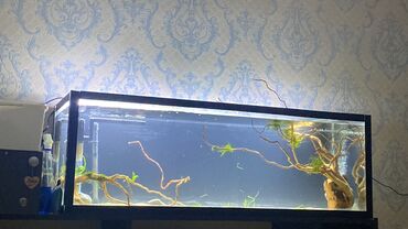 akvarium balıqları: Salam koryaga azalya 2ədəd 30kökdən çox bitki 20kq propan kompressor