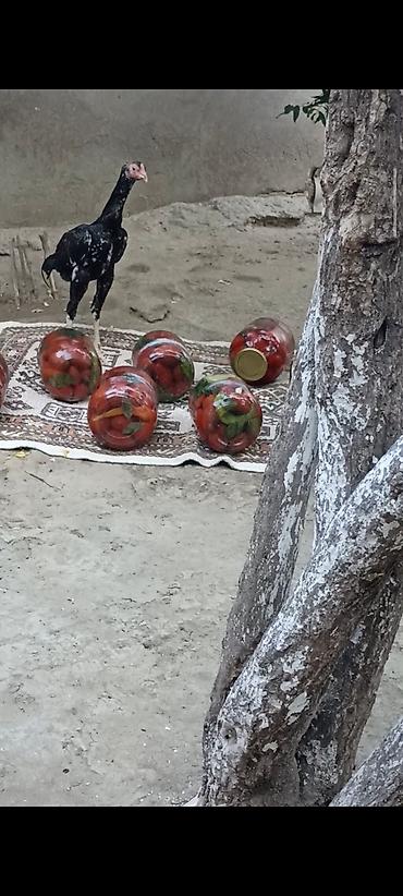 hind quslari: 4 ayndad şər yazmaqa Etyac yoxdu Atasnın döyüş vidyosu var - Uzun — 2