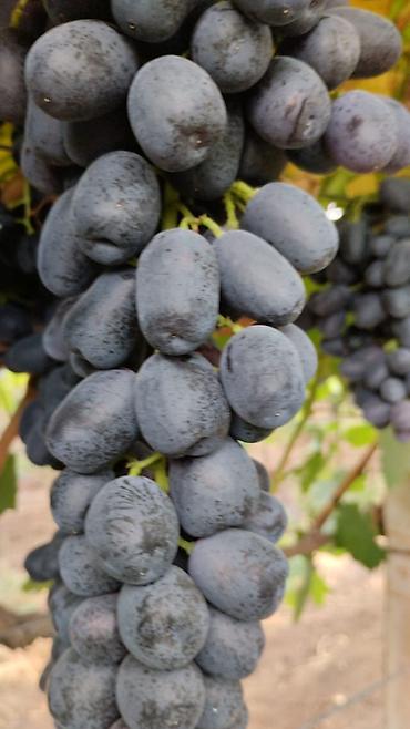 Tinglər: Meyvə və dekorativ ağac tingləri Təsvir: - Tərtər rayonu ərazisində — 17