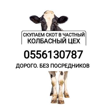 купля продажа животных: Куплю | Коровы, быки, Лошади, кони, Другие с/х животные | Круглосуточно, Любое состояние, Забитый