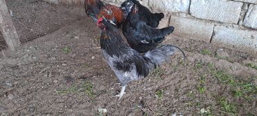heyratı xoruzlar: Петух, лет: <1, Самовывоз
