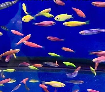 аквариум баку: Akvarium baliglarinin satiwi 🦈 Danio baligi olcu 2 sm+,reng