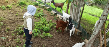 Keçi, çəpiş: Dişi, il: 2, Südlük -da lalafo.az — 1 Keçi, çəpiş: Dişi, il: 2, Südlük — 1