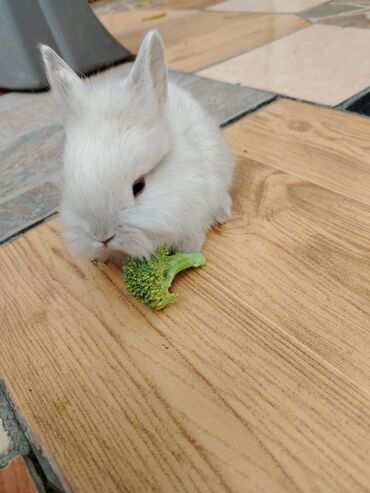 Gəmiricilər: Dekorativ karlik dovşanlar.1 aylıq — 8