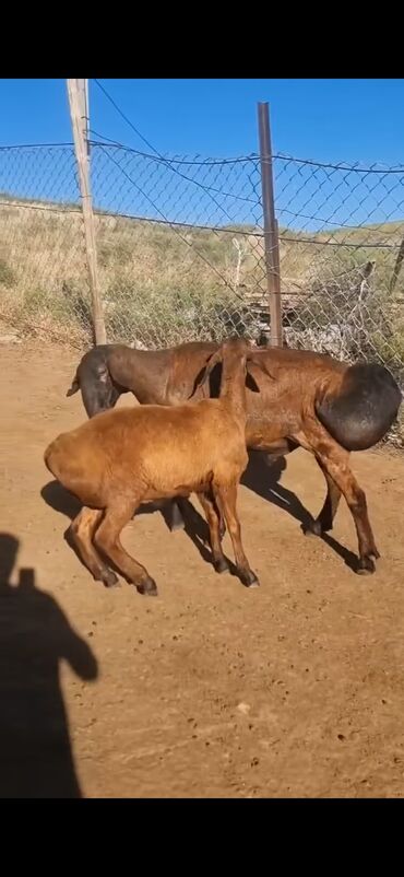 Qoyunlar, qoçlar: Qoyun – qaragül/quyruqlu ətlik tip. - Rəng: tünd qəhvəyi — 7