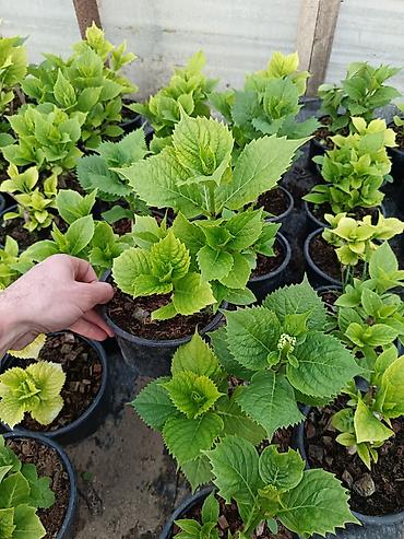 suse qab: Bağ üçün dekorativ qrup bitkiləri – qablarda - Ortanca (Hydrangea — 1