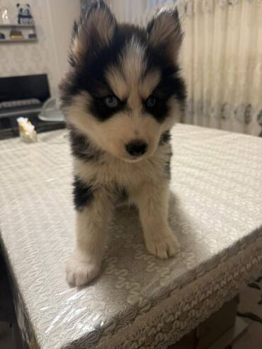 İtlər: - MALAMUT balasi: uzun tük, güclü quruluş, qəhvəyi,qara,boz rəngdə — 5