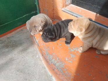 Продажа собак: Щенки шарпея - Порода: шарпей, классические «морщинки», плотная — 11