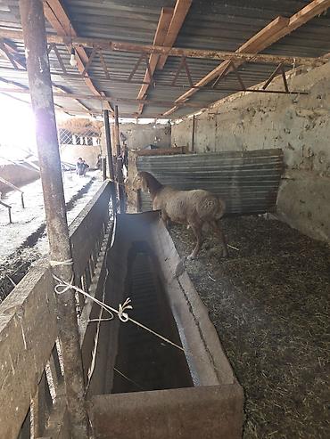 кой рамановский: Продаю | Баран (самец) — 3