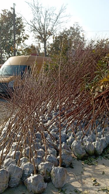 Ağaclar: Her növ ağaclar ve dekarativ ağaclar çox ucuz ve qarantili gubresiz — 48