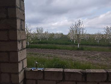 Torpaq sahələrinin satışı: 300 sot, Kupça (Çıxarış) — 3